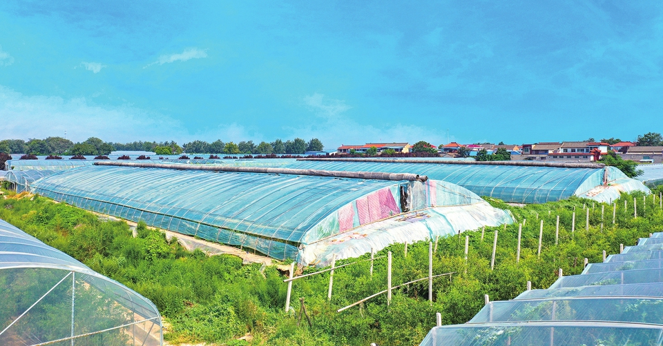 临猗县推动冬枣产业高质量发展:小冬枣做成大产业